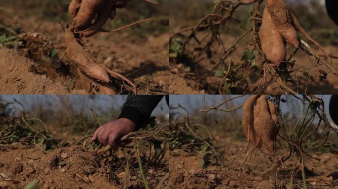 苕 红安苕 挖红薯 土地