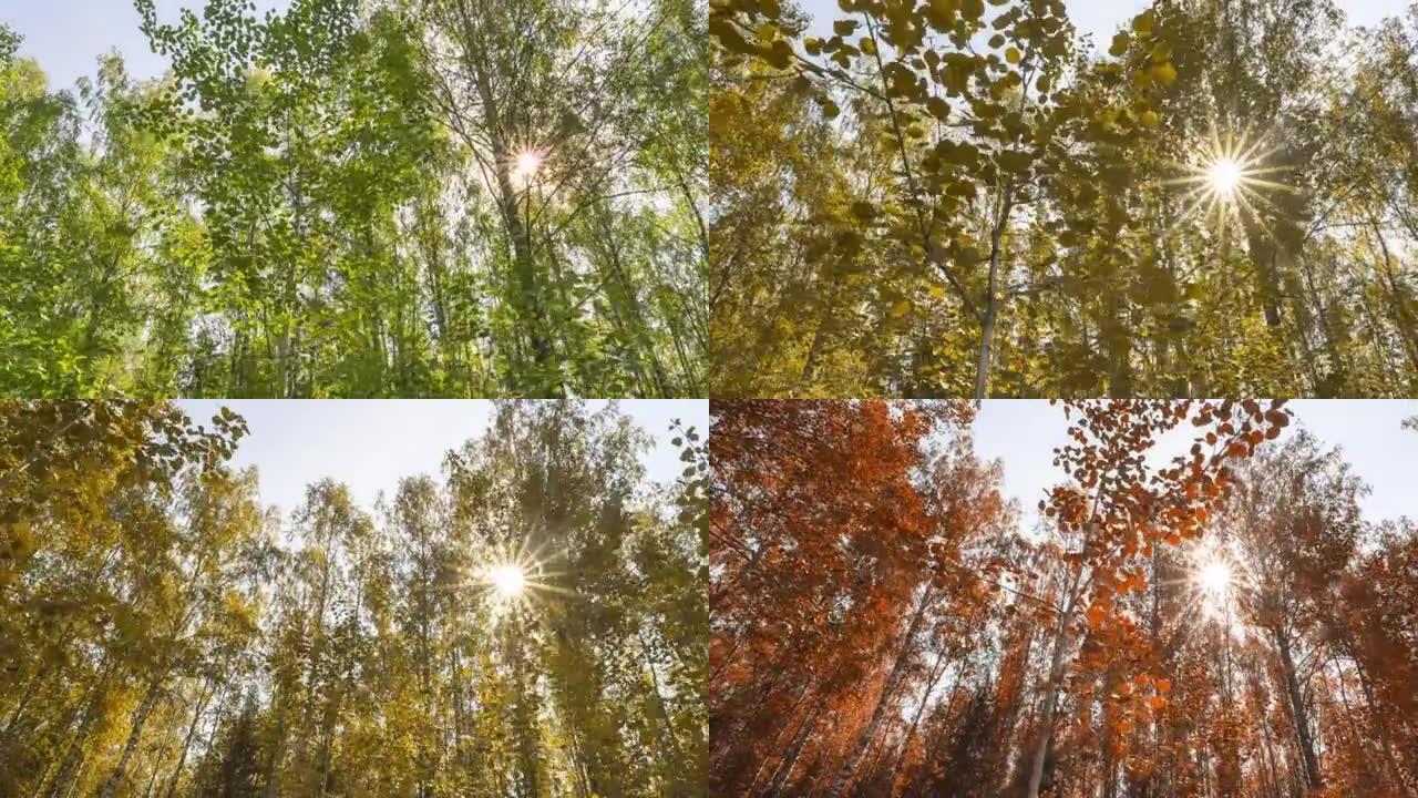 秋天来临的概念，相机运动在绿色的夏季森林中过度运动，在红色和黄色的叶子中结束于秋天的森林，延时4k。