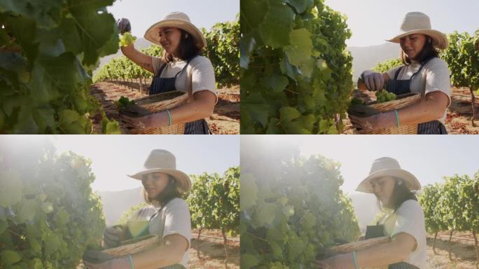 一个年轻女子在葡萄园摘水果的4k视频