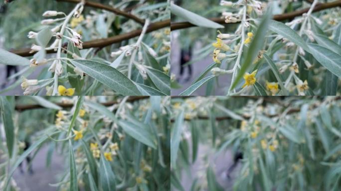 俄罗斯橄榄树树枝上有花。沙枣银浆果油橄榄野生橄榄靠近复制空间。用作您的项目的花卉有机4k背景