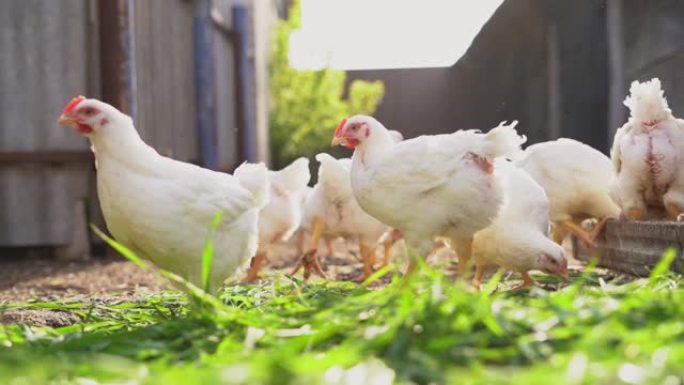 年轻的白鸡和公鸡自由放养并啄草。家禽养殖，家庭农场。家禽。有机养殖概念。