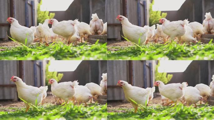 年轻的白鸡和公鸡自由放养并啄草。家禽养殖，家庭农场。家禽。有机养殖概念。