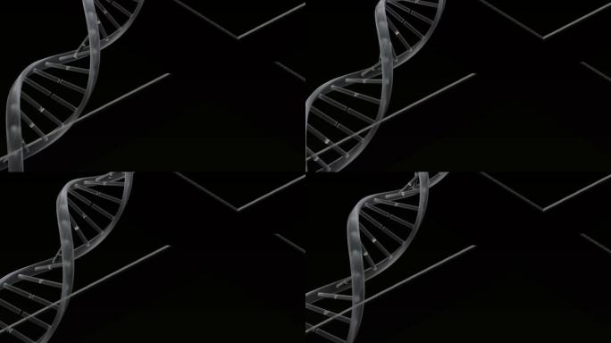 黑色背景上的白线旋转的dna结构数字动画