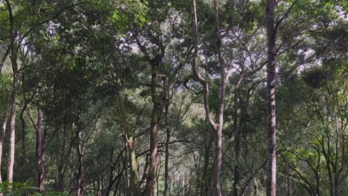 泰国北部的雨林。山林防火光线透过树林绿色