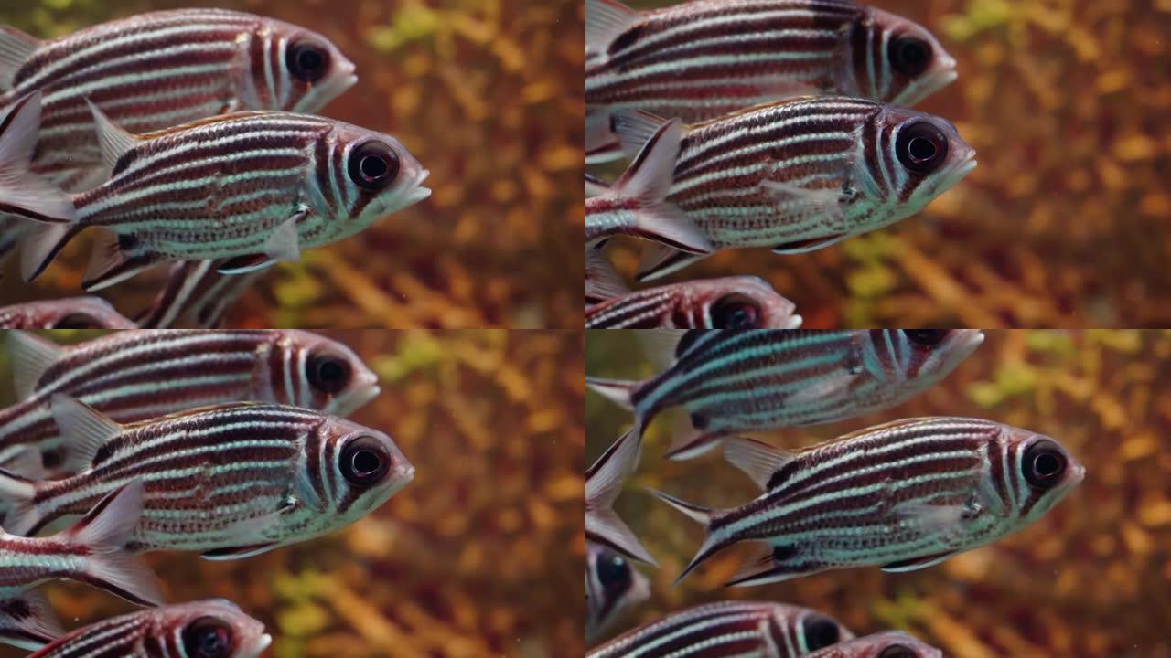 特写镜头，红松鼠鱼在礁石上面对蓝色海水的巨大眼睛中移动。