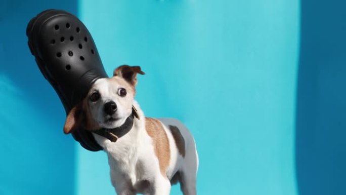 头上有拖鞋的有趣狗