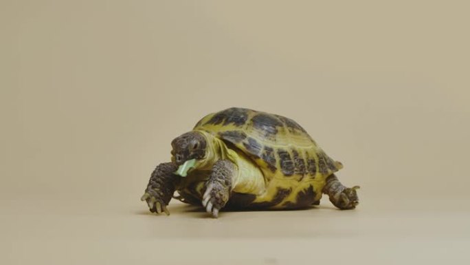 一只乌龟在米色背景下的工作室里咀嚼着多汁的绿色蒲公英叶子。一种异国爬行动物吃食物。食草动物宠物的肖像