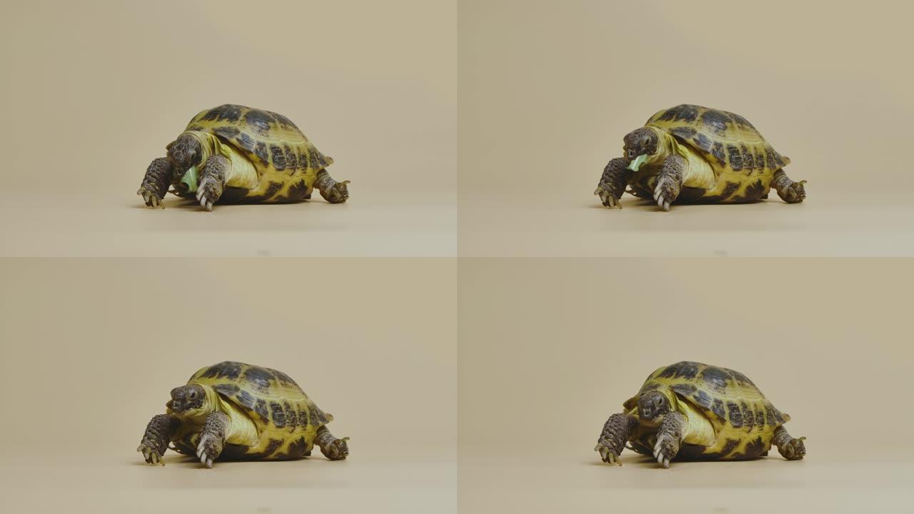 一只乌龟在米色背景下的工作室里咀嚼着多汁的绿色蒲公英叶子。一种异国爬行动物吃食物。食草动物宠物的肖像