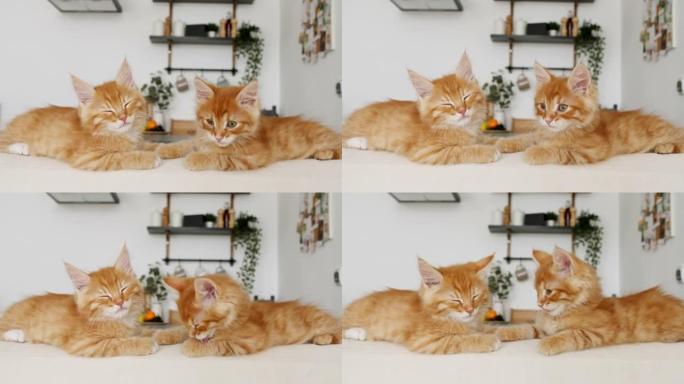 姜小猫躺在厨房背景下的白色沙发上。可爱的小红猫观察，看着，睡觉。可爱的有趣的家庭宠物。家畜。4k