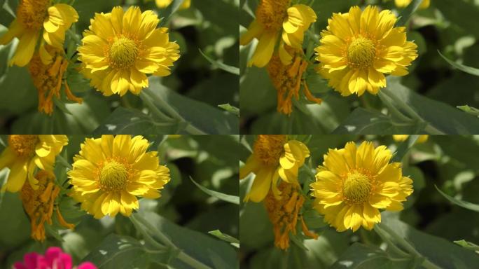 黄花Heliopsis (拉丁语.Heliopsis)