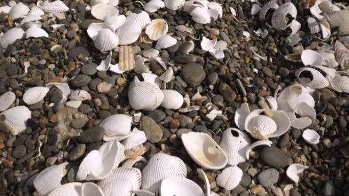 日本田原Koijigahama海滩的一些破碎贝壳