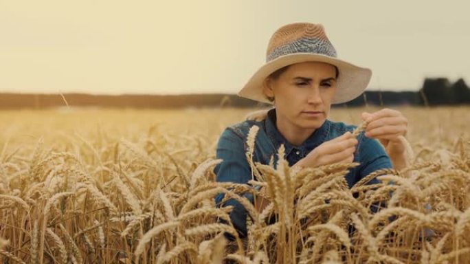 一位女农民在金色的麦田里检查庄稼小穗的质量。收获控制