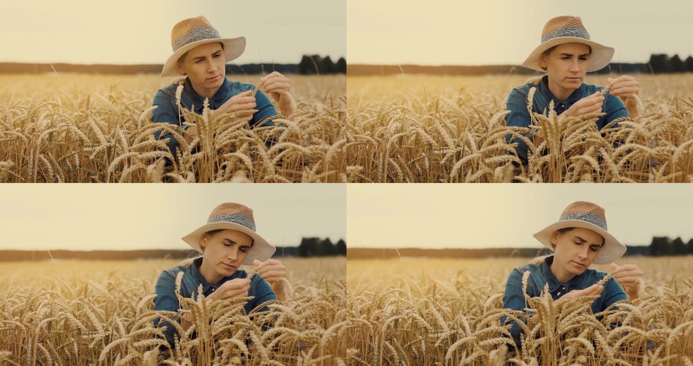 一位女农民在金色的麦田里检查庄稼小穗的质量。收获控制