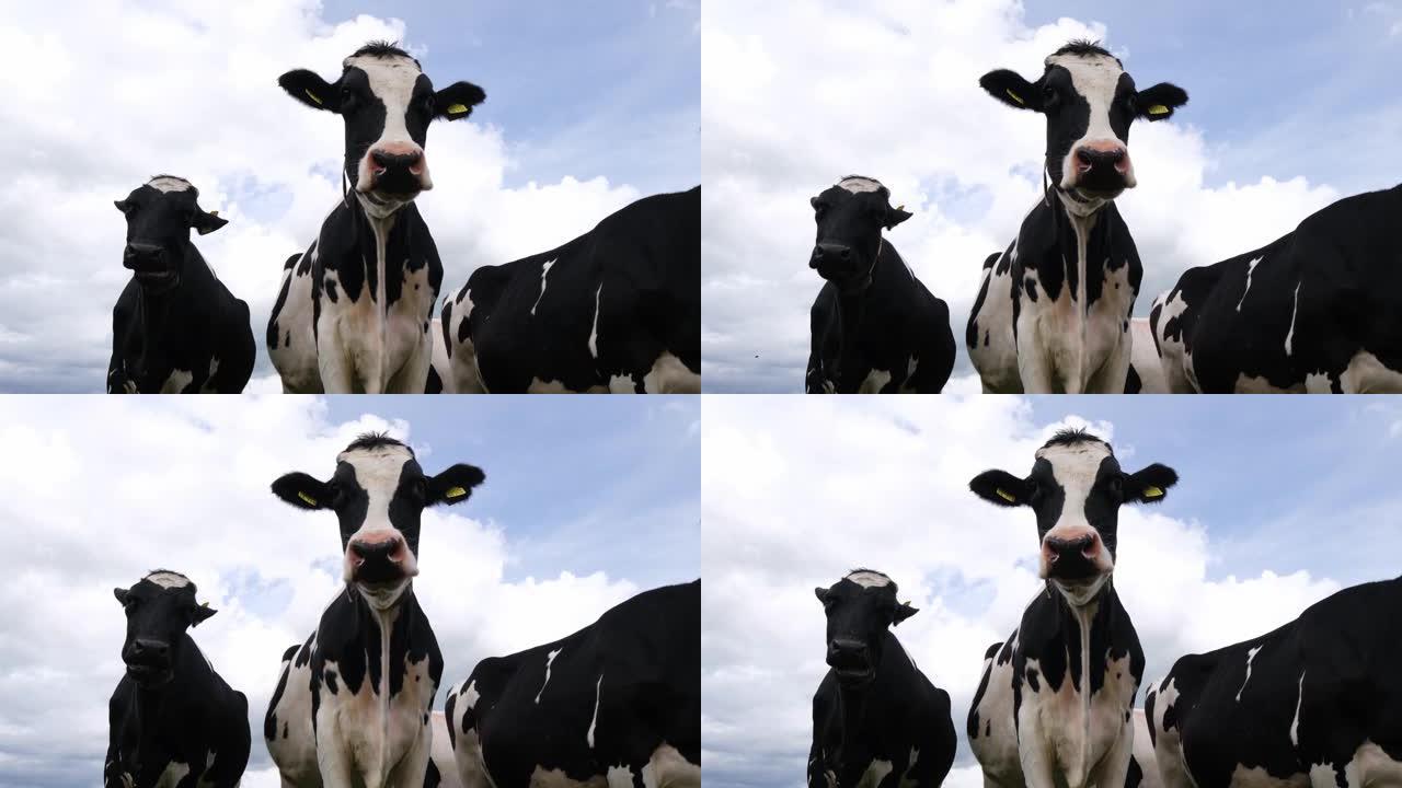 可爱而好奇的弗里斯兰荷斯坦奶牛肖像