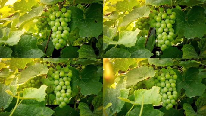葡萄园葡萄上挂着绿色叶子的白葡萄束