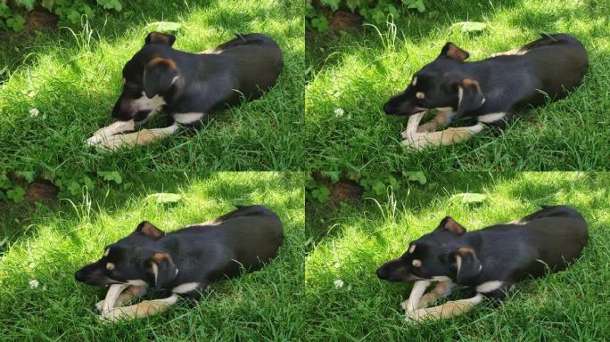 狗躺在草地上，啃骨头。狗嚼骨头