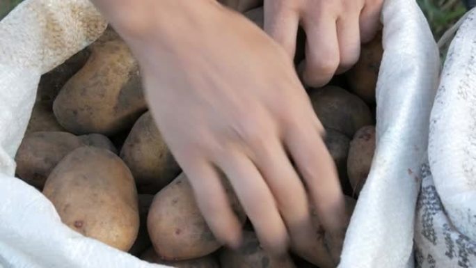 男人的手碰土豆。袋装大土豆。巨大的马铃薯收获特写视图