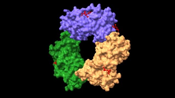 与小分子抑制剂结合的增殖细胞核抗原 (PCNA) 的结构