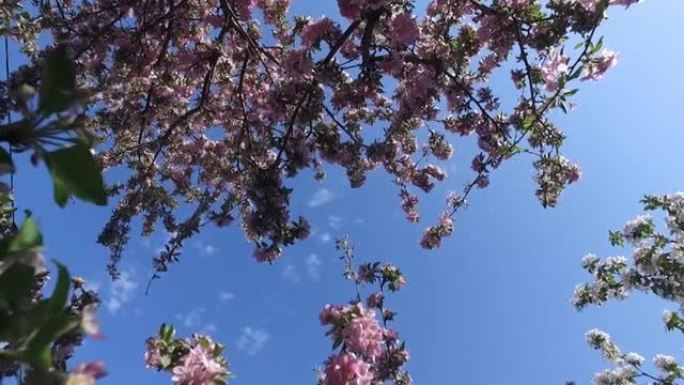 春天粉红色的苹果树花在蓝天背景上。自然