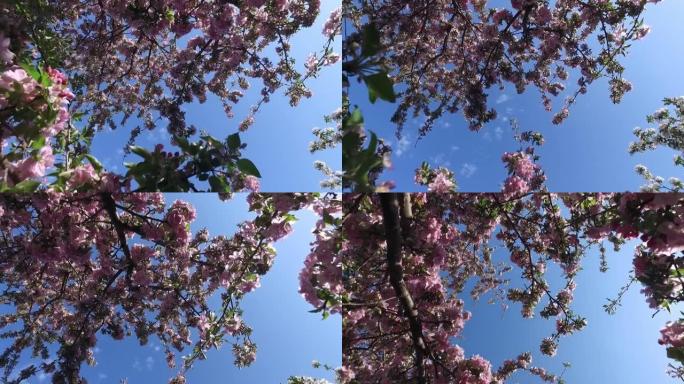 春天粉红色的苹果树花在蓝天背景上。自然