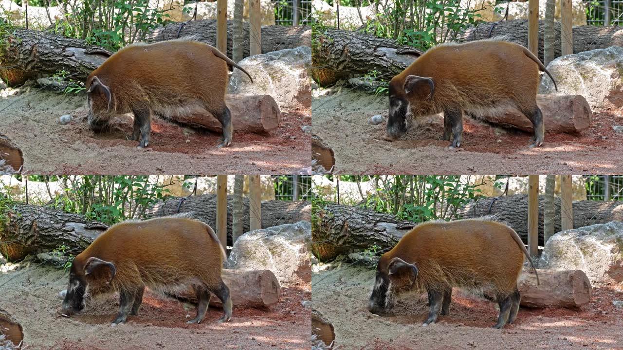 红河猪，Potamochoerus porcus，又称灌木猪。