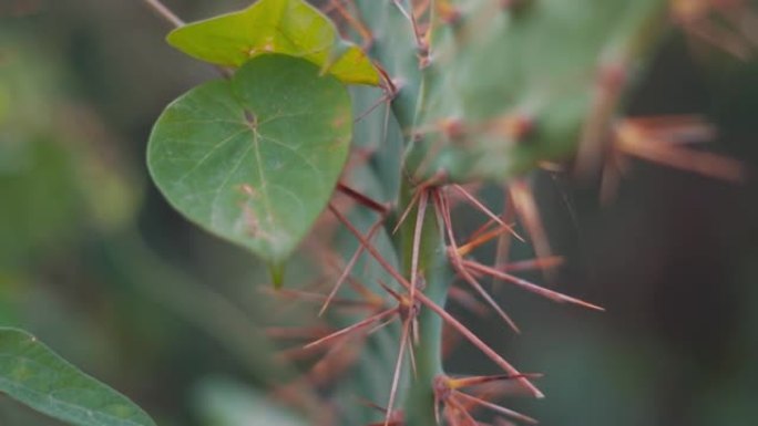 仙人掌植物上的刺的特写镜头