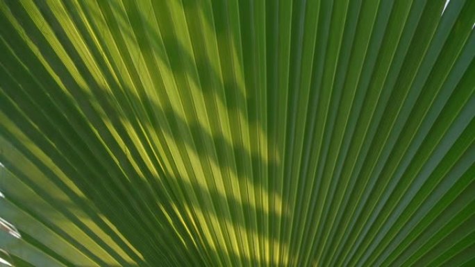 大型绿色棕榈叶褶边风扇，阴影带阳光