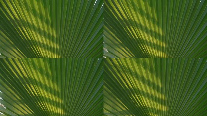 大型绿色棕榈叶褶边风扇，阴影带阳光