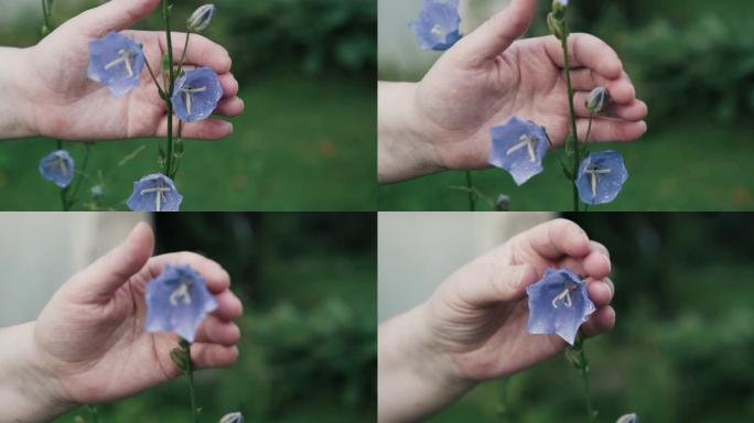 女人抚摸着田间生长的蓝色铃铛花。拉丁名称Campanula