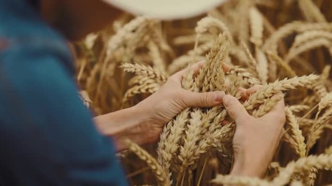 农民在田里检查小麦小穗的质量。收获控制