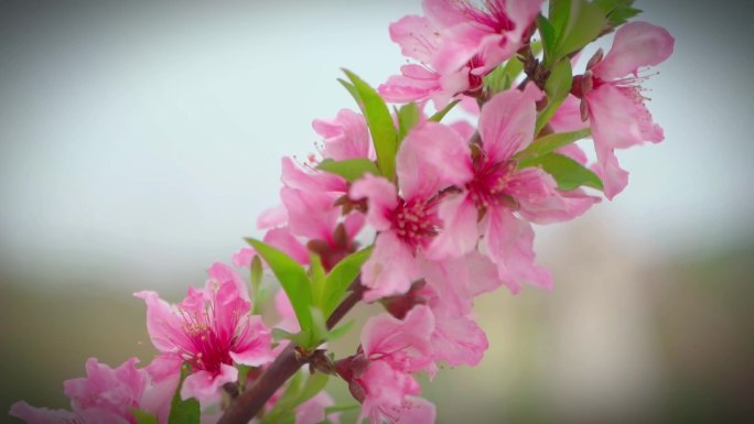 春日美好  桃花