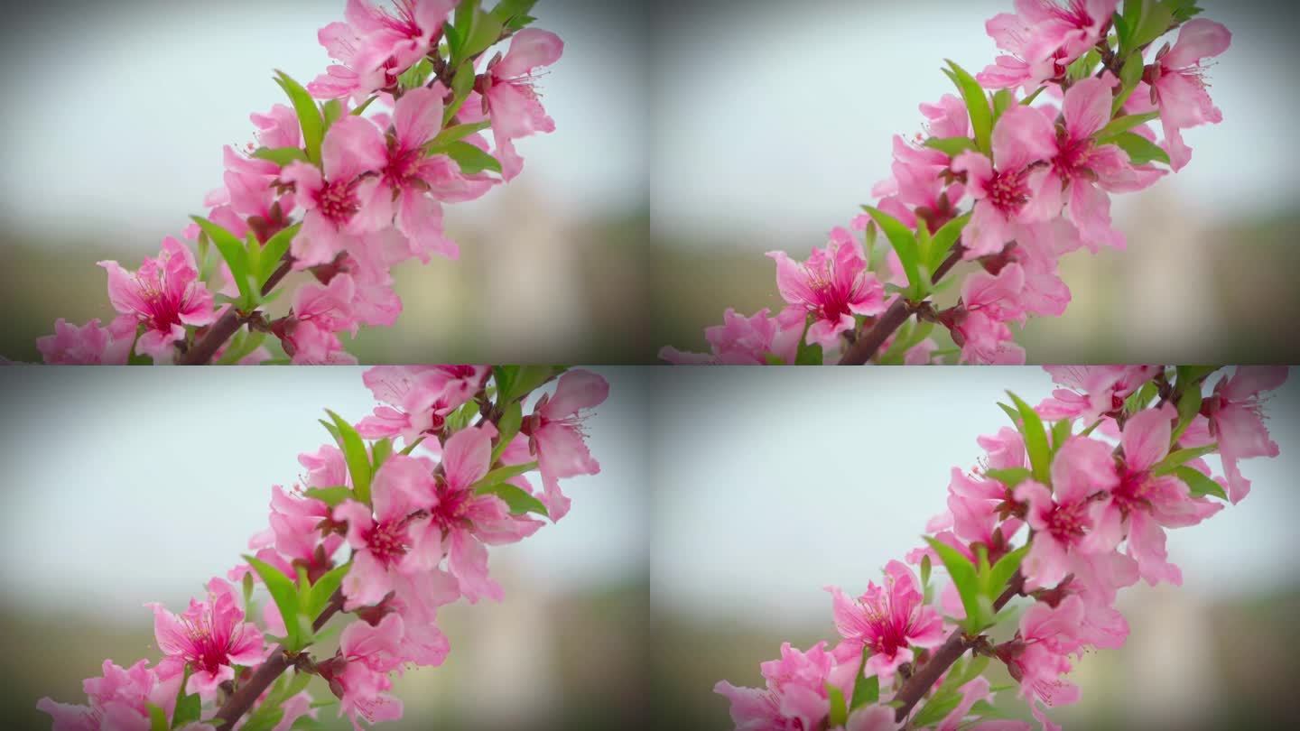 春日美好  桃花