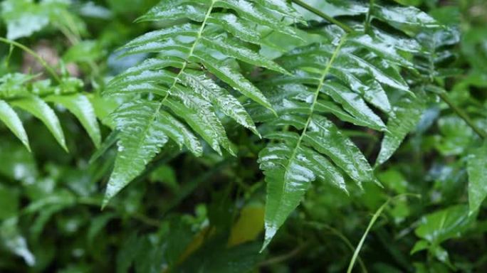 蕨叶上的雨滴，森林中蕨叶上的水滴，