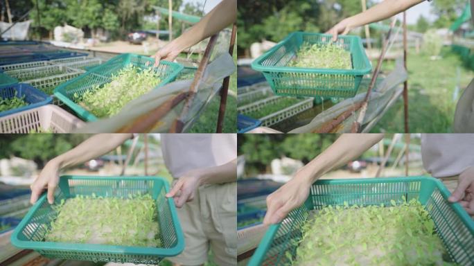 年轻的农民双手举起一篮子蔬菜幼苗浇水的海绵托盘，向相机展示，用水种植豆芽，技术水培系统耕作，农业生产