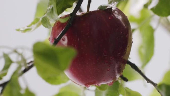 苹果美丽的构图从花园里的树上流一滴水
苹果树和红苹果在阳光下关闭。红苹果长在树枝上。对苹果的选择性关