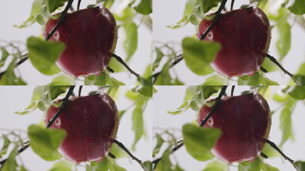 苹果美丽的构图从花园里的树上流一滴水
苹果树和红苹果在阳光下关闭。红苹果长在树枝上。对苹果的选择性关