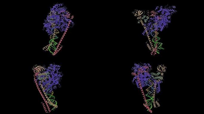 复制传染性非典型肺炎CoV2聚合酶卡通-电晕RNA的结构