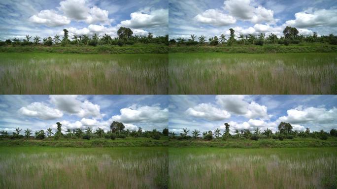 水稻亚洲林业绿化树林植被生态水源