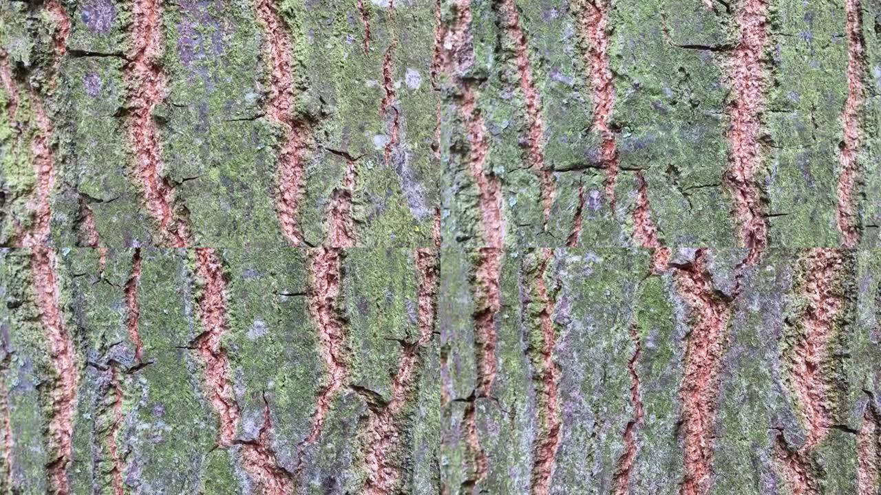 火鸡橡树 (栎树)-树皮