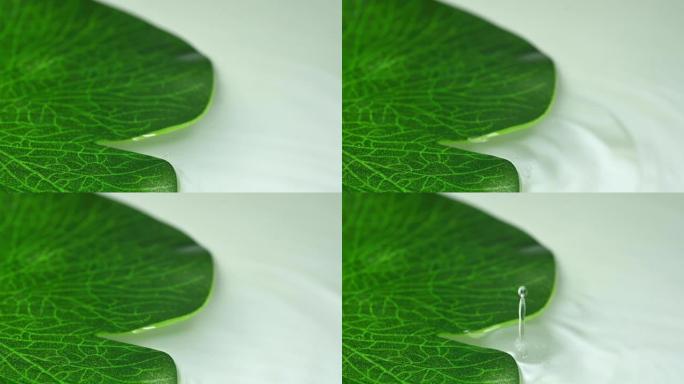 水滴鲜绿色人造荷叶