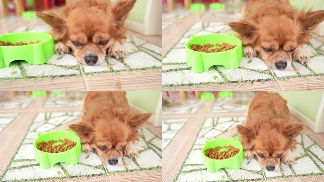患有厌食症的沮丧的狗躺在盘子旁边