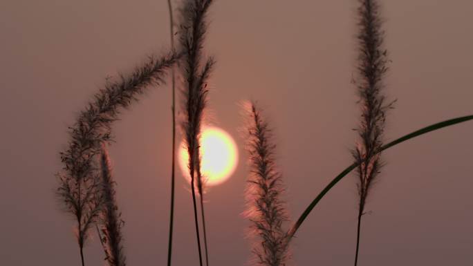 芦苇空镜 夕阳 逆光特写 植物 草