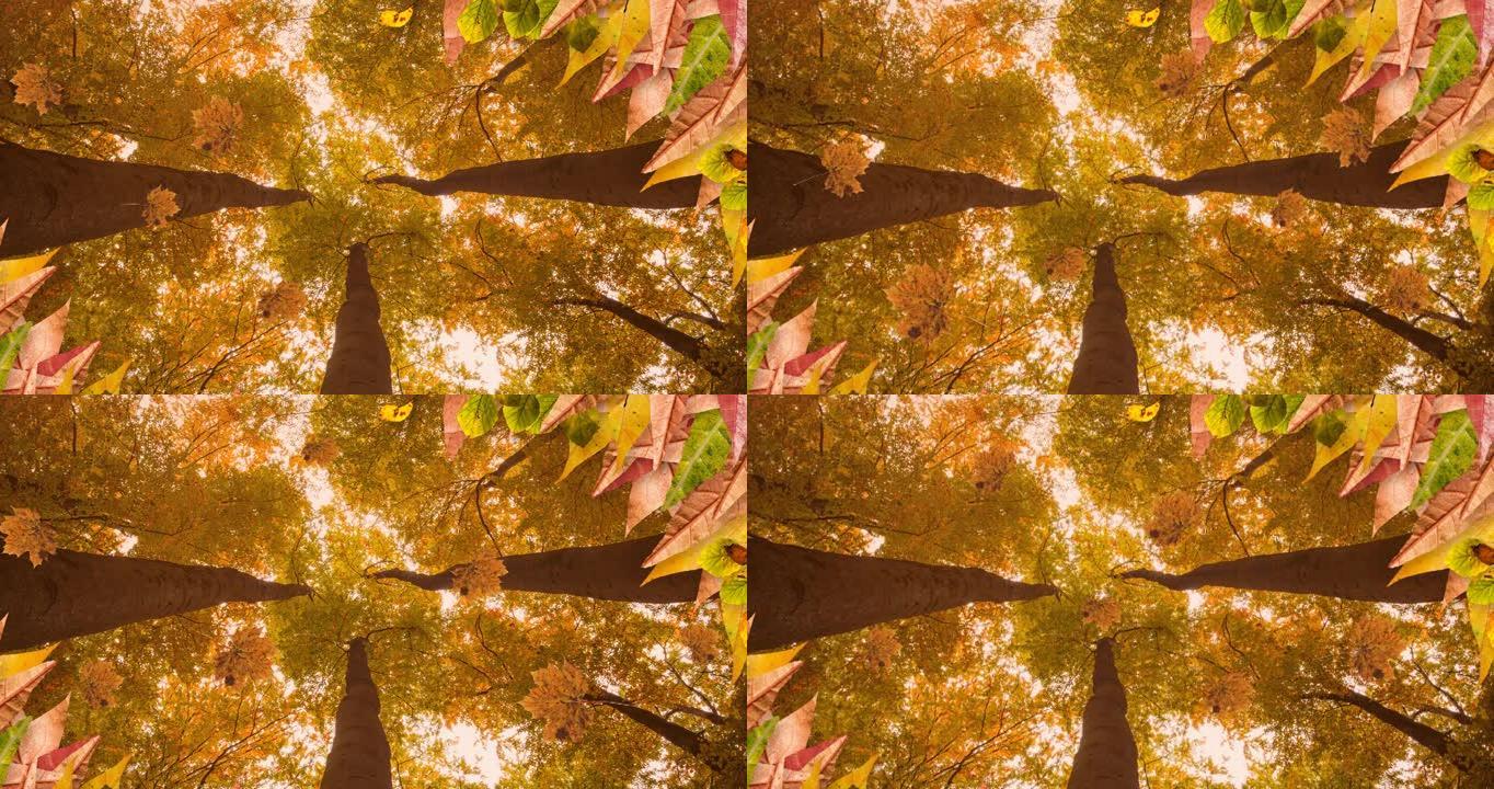 秋树落叶的动画风景