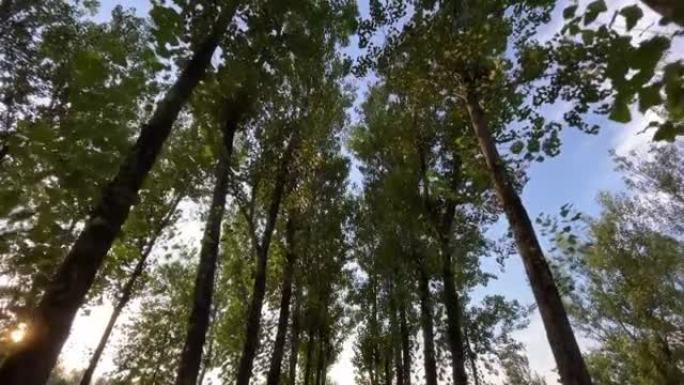 松树森林林业绿化树林植被生态水源
