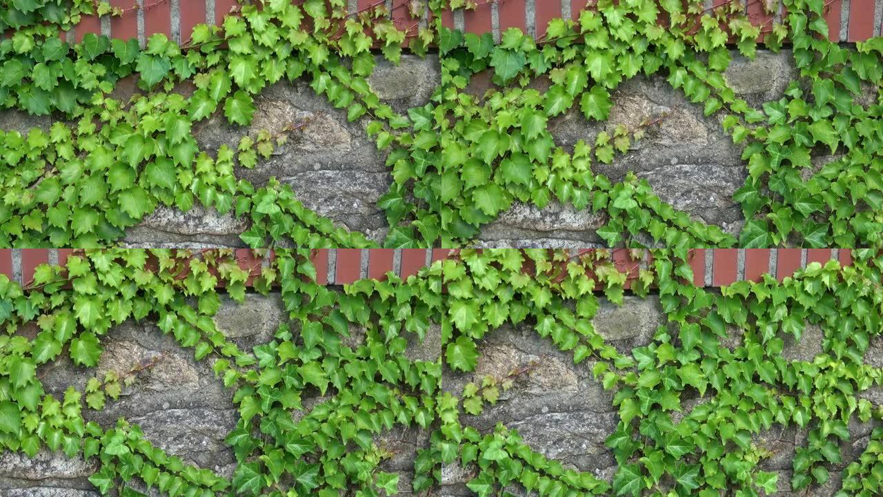 石墙上的绿色常春藤 (Hedera)