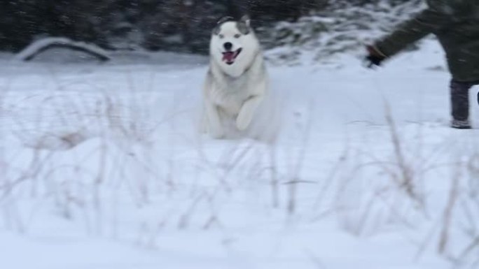 快乐的哈士奇在森林附近的白雪皑皑的草地上奔跑，与狗一起冬季散步，宠物慢动作。