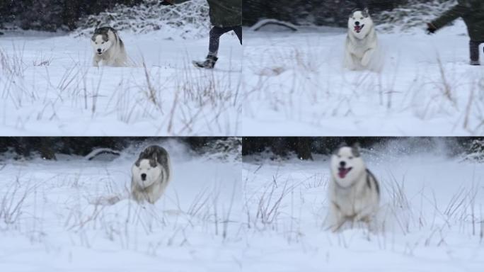 快乐的哈士奇在森林附近的白雪皑皑的草地上奔跑，与狗一起冬季散步，宠物慢动作。