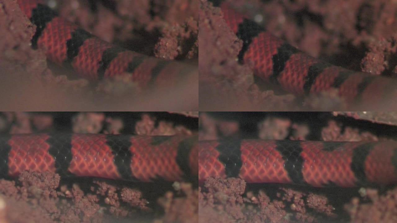 珊瑚蛇