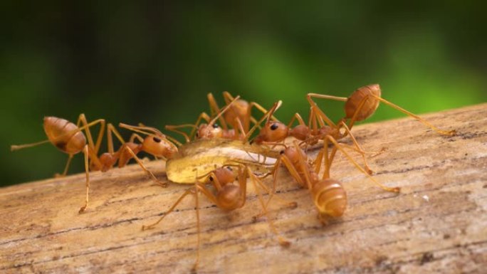 红火蚂蚁宏微距实拍特写展示小虫子