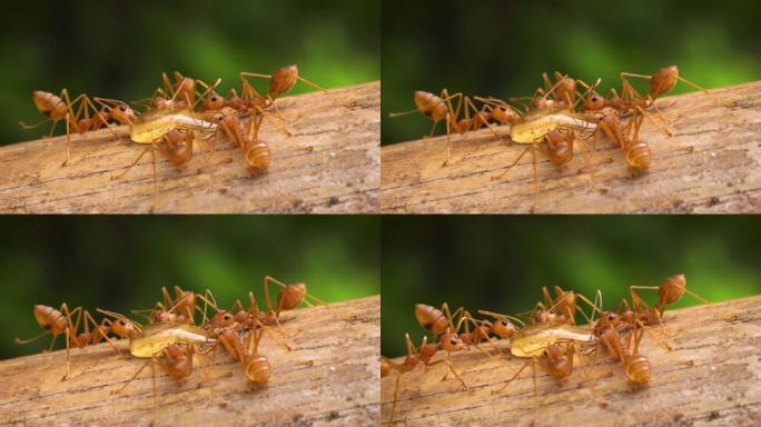 红火蚂蚁宏微距实拍特写展示小虫子